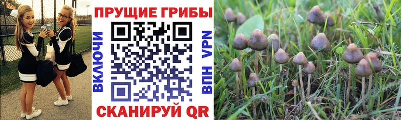 Галлюциногенные грибы мицелий Называевск